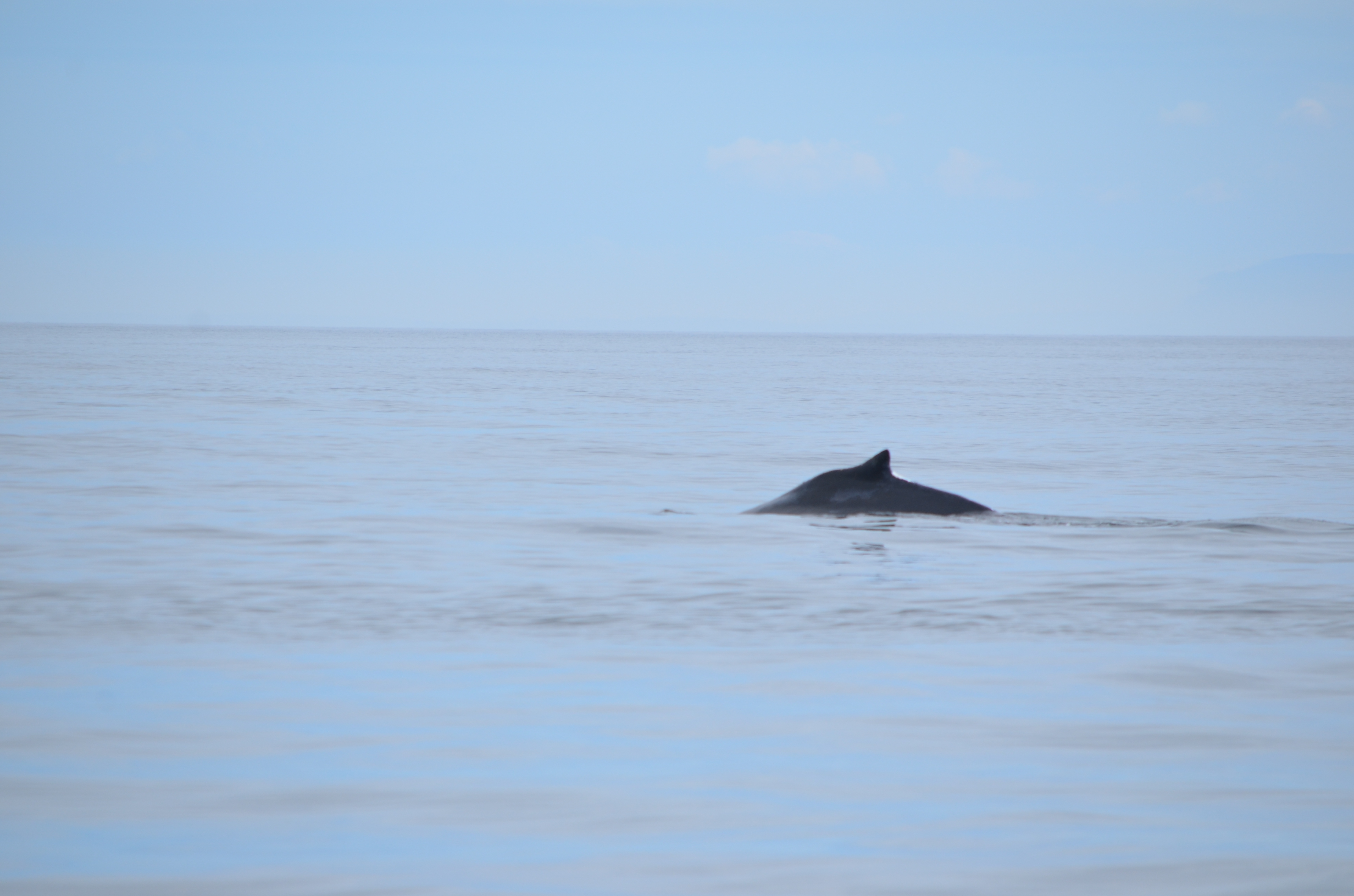 photos/wildlife/Mammal_Species/Humpback Whale/DSC_0100.JPG